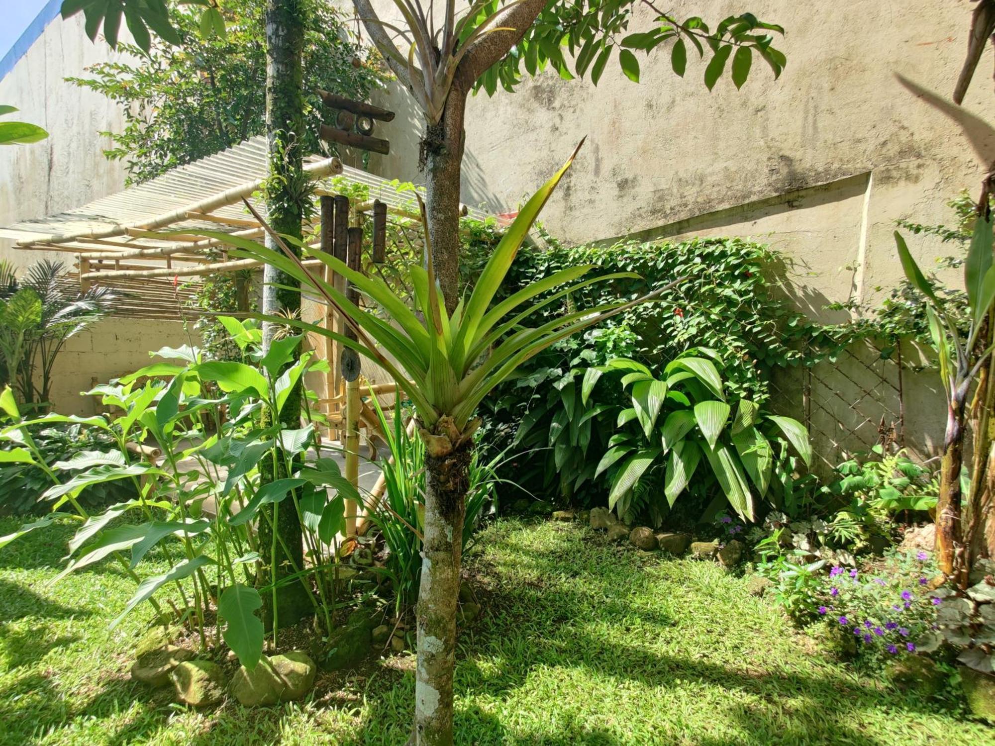 Casa De Lis Hotel & Tourist Info Centre Turrialba Ngoại thất bức ảnh